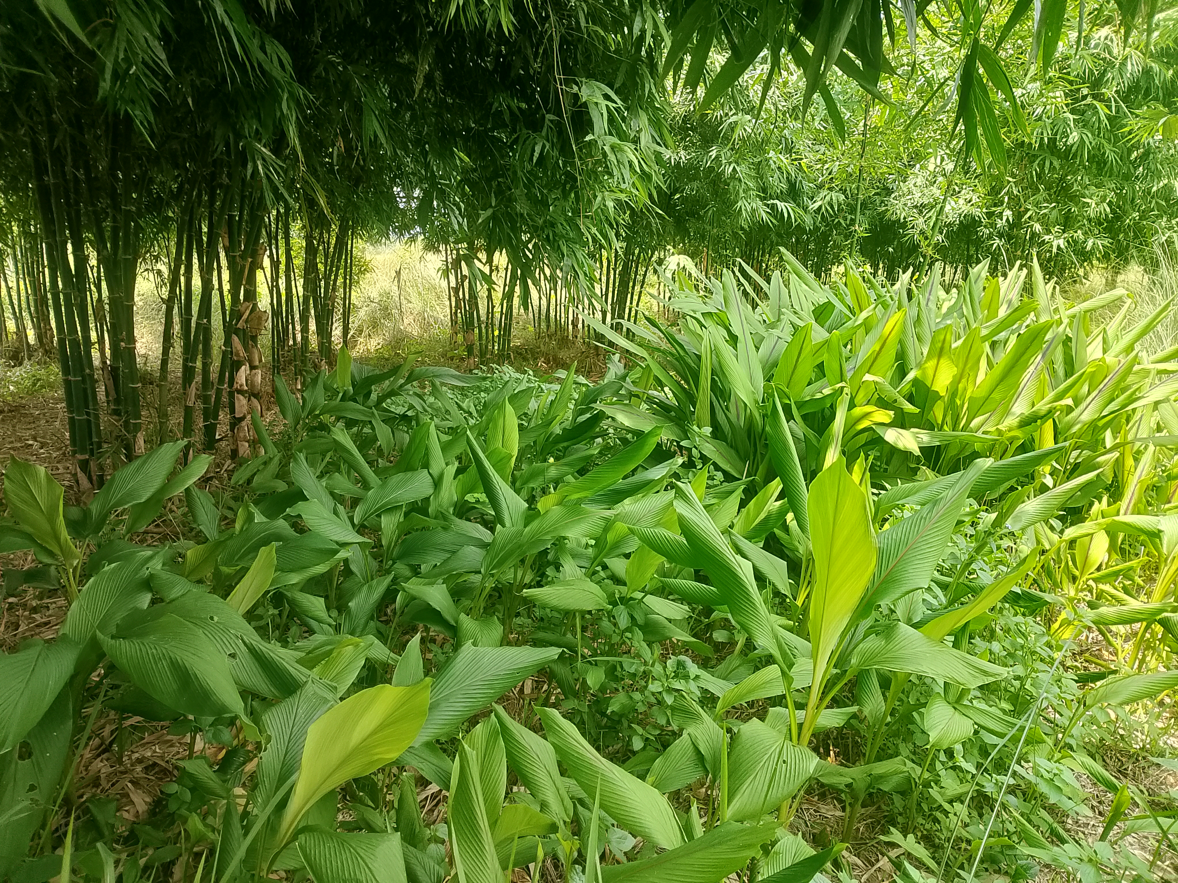बाँससँग अन्तरबाली : एउटै जमिनबाट दोब्बर आम्दानी र दिगो कृषि समृद्धिको आधार